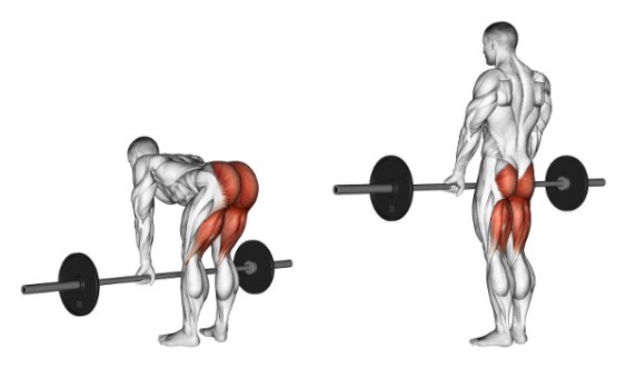 Какие мышцы работают в румынской становой тяге